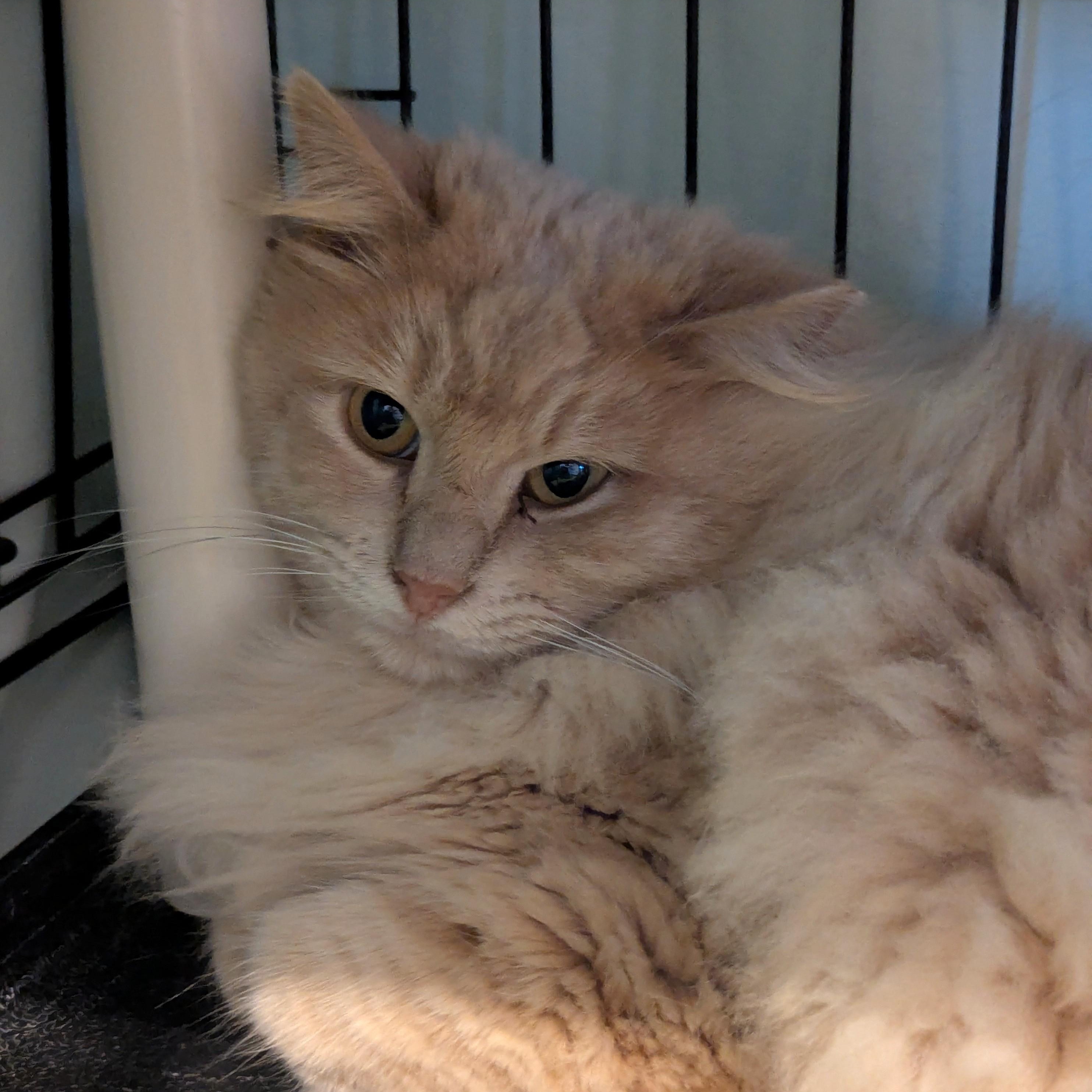 Enlarge FURBY & CINNAMON, a Adoptable Domestic Long Hair in La Crescent, MN image 3/6