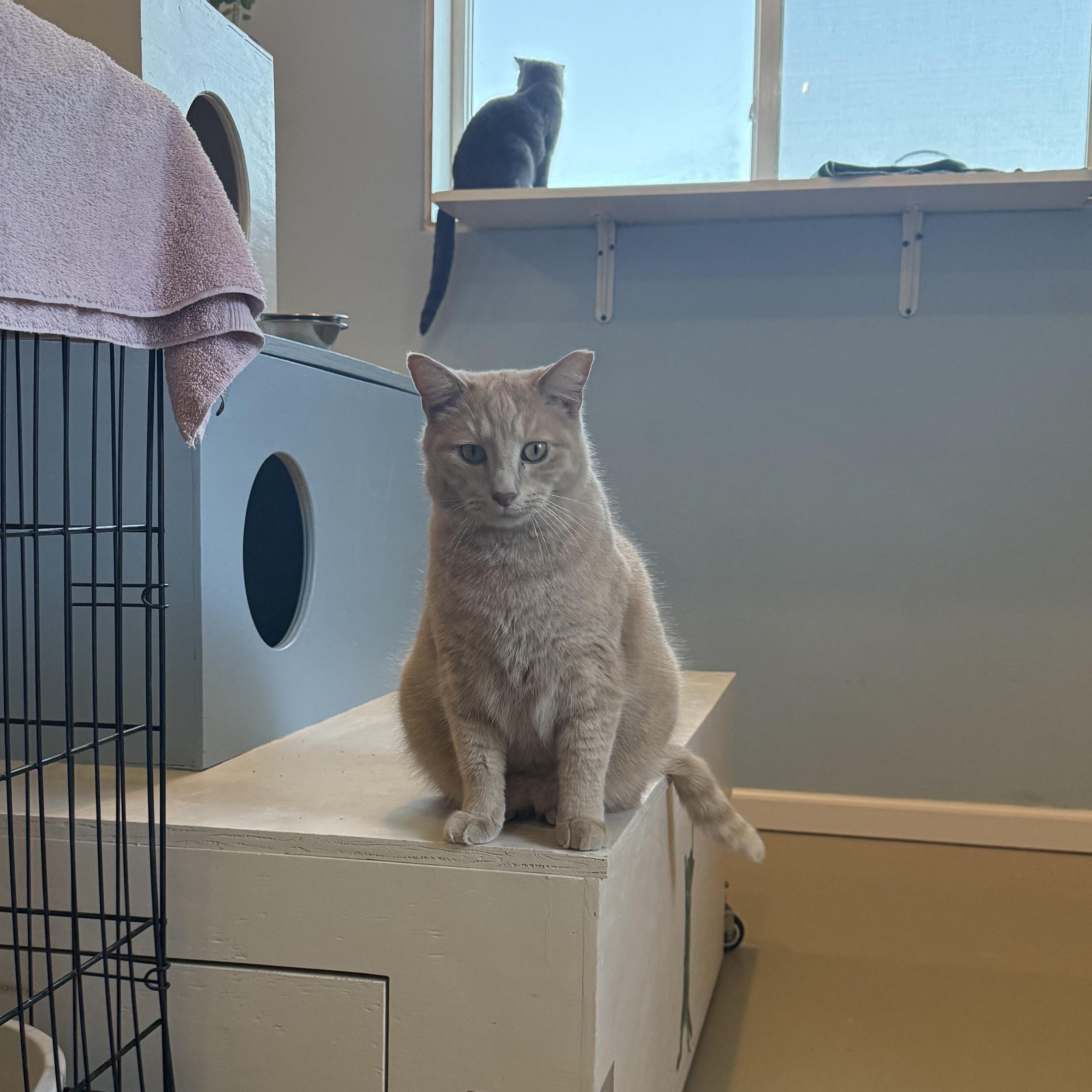 Enlarge FURBY & CINNAMON, a Adoptable Domestic Long Hair in La Crescent, MN image 5/6