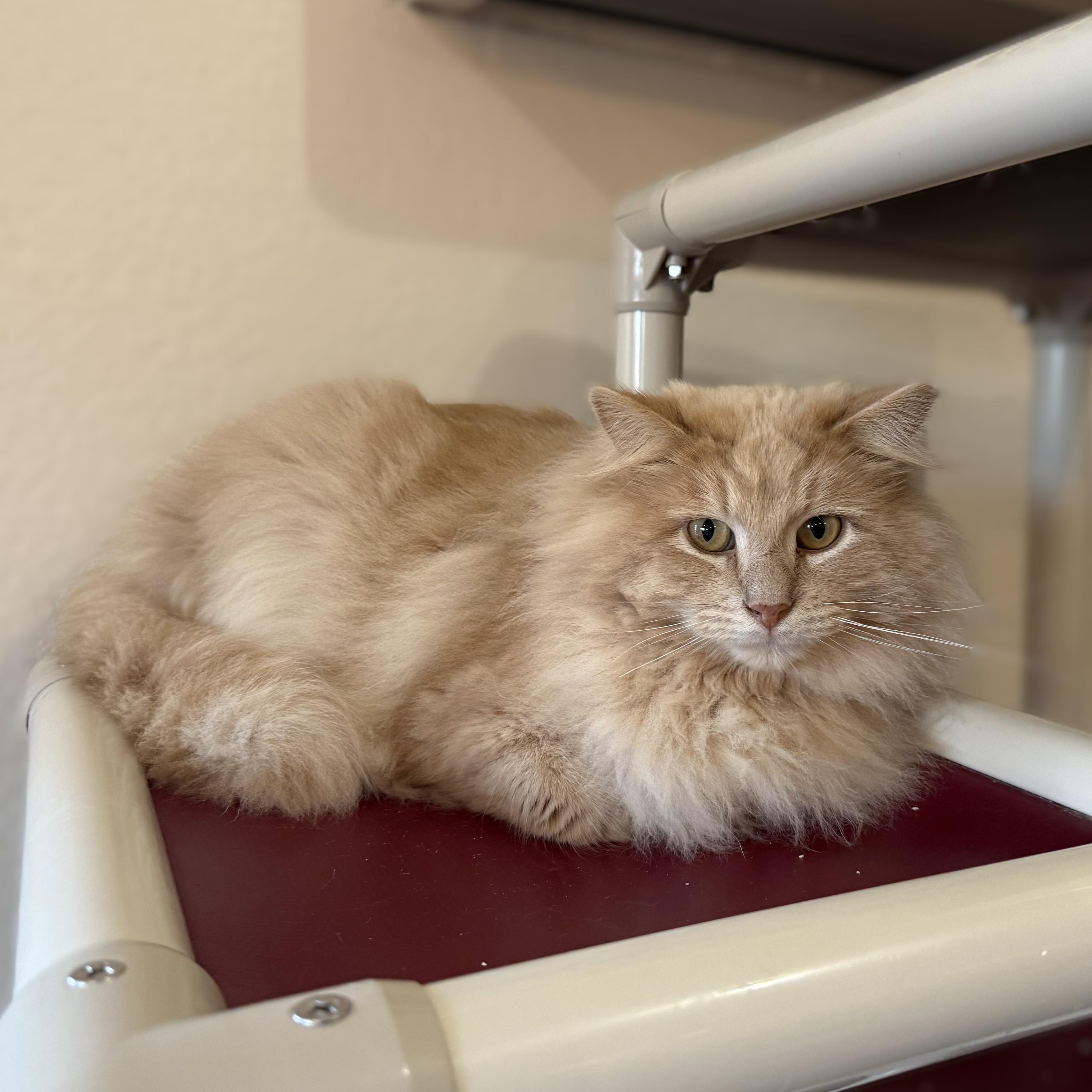 Enlarge FURBY & CINNAMON, a Adoptable Domestic Long Hair in La Crescent, MN image 6/6