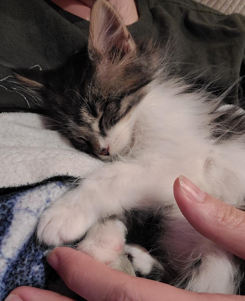 Highway, Adoptable, Kitten Female Domestic Short Hair.