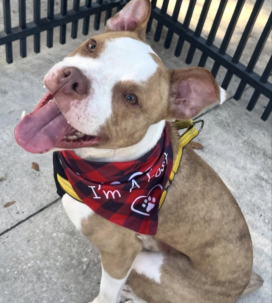 Gaten, Adoptable, Adult Male American Bulldog.