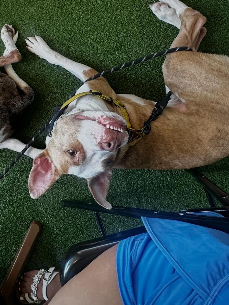 Enlarge Gaten, a Adoptable mixed breed in St. Petersburg, FL image 2/6
