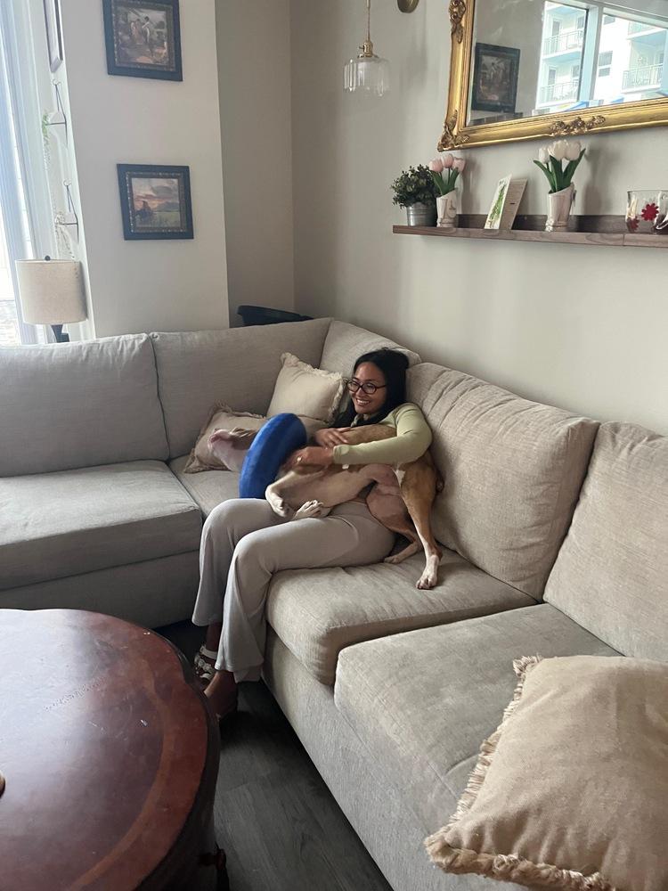 Enlarge Gaten, a Adoptable mixed breed in St. Petersburg, FL image 3/6