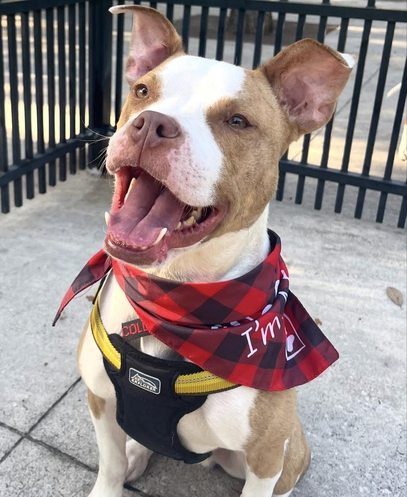 Enlarge Gaten, a Adoptable mixed breed in St. Petersburg, FL image 4/6
