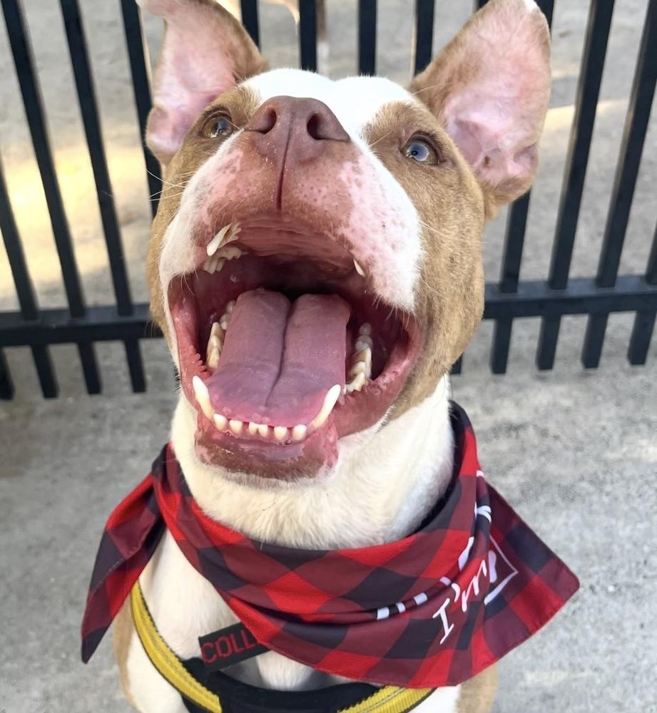Enlarge Gaten, a Adoptable mixed breed in St. Petersburg, FL image 5/6