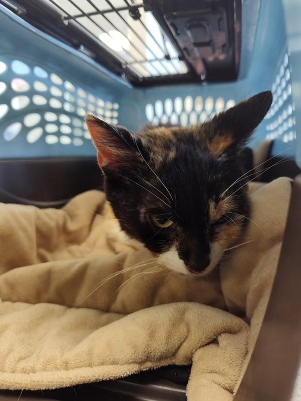 Enlarge Reef, a Adoptable mixed breed in Salisbury, MD image 1/2