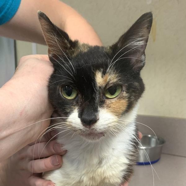 Enlarge Reef, a Adoptable mixed breed in Salisbury, MD image 2/2