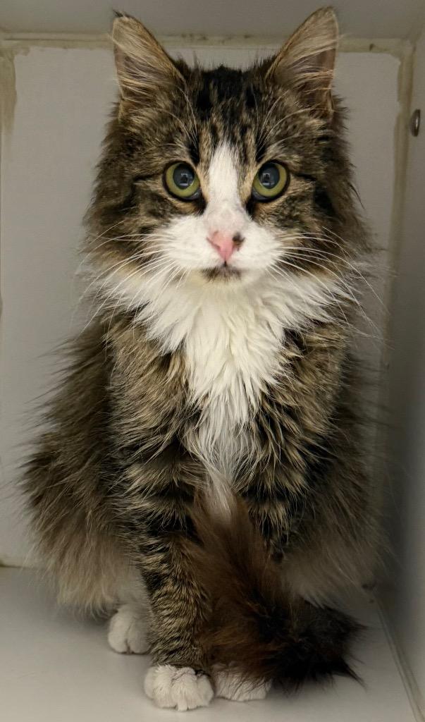 Enlarge Elenor, a Adopted mixed breed in Sapulpa, OK image 1/1