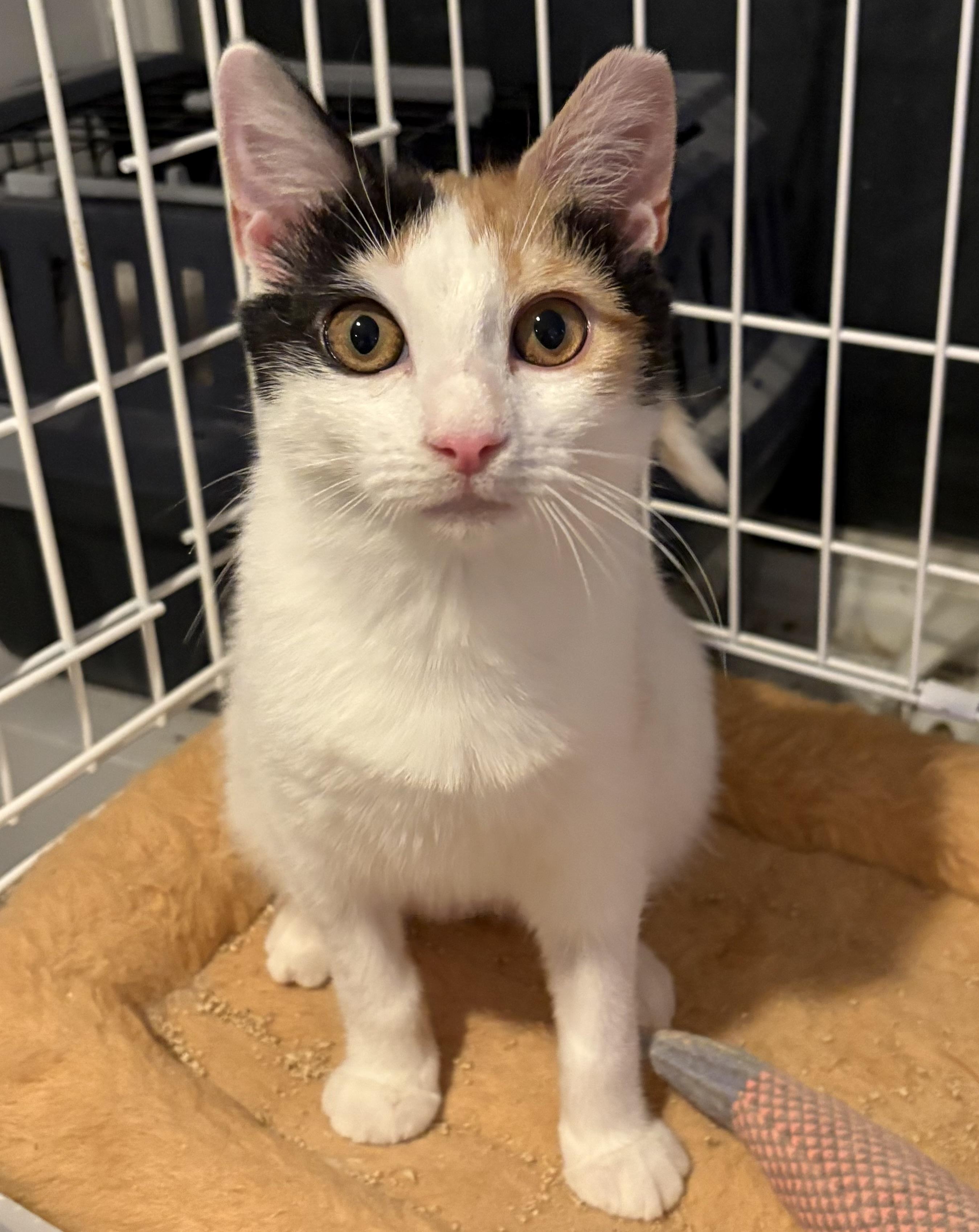 Enlarge Elizabeth Taylor , a ADOPTABLE mixed breed in Roslyn Heights, NY image 3/3