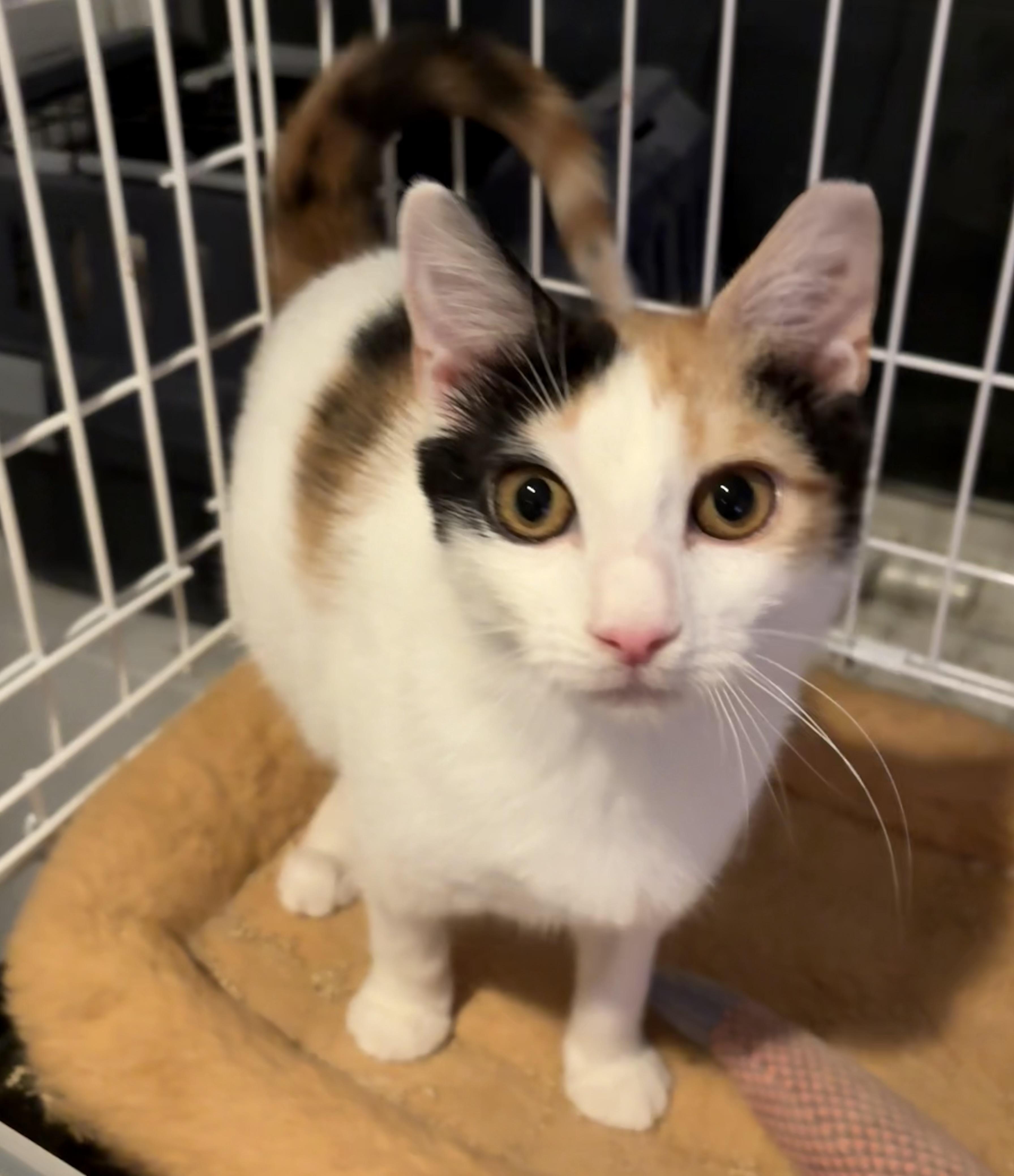 Enlarge Elizabeth Taylor , a ADOPTABLE mixed breed in Roslyn Heights, NY image 2/3