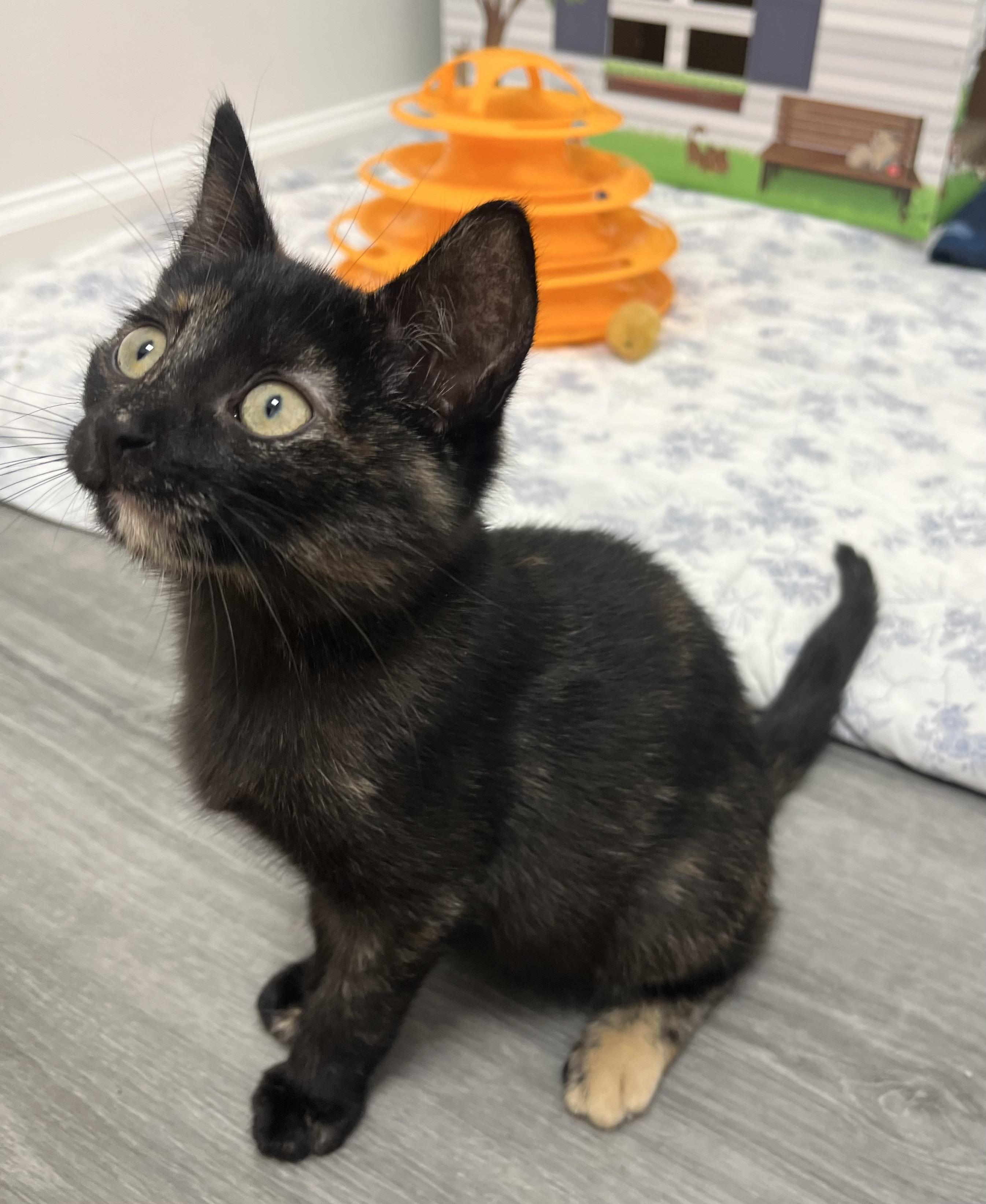 Vivian, an adopted Domestic Short Hair in Rochester, NY image 2/6