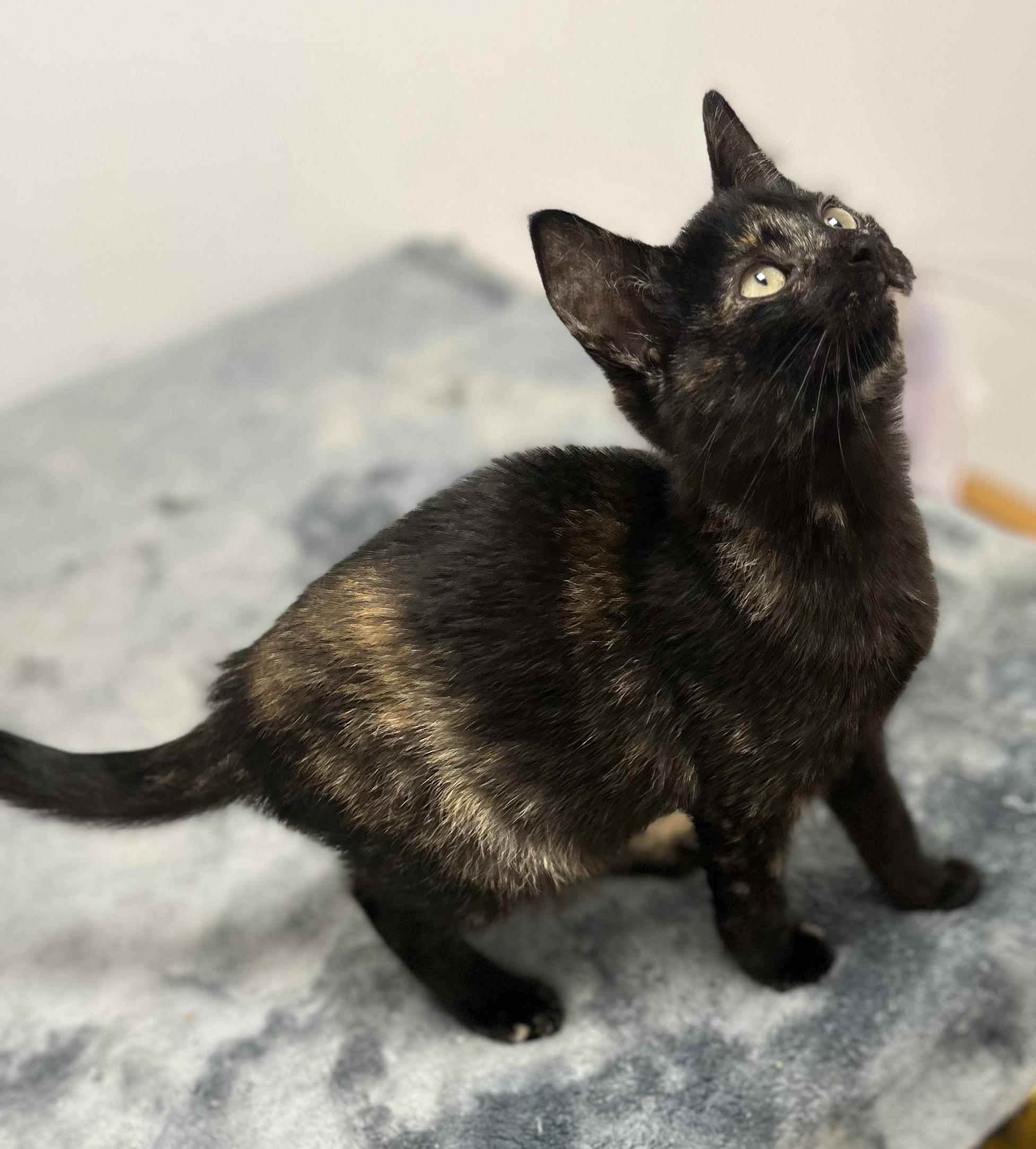 Vivian, an adopted Domestic Short Hair in Rochester, NY image 3/6