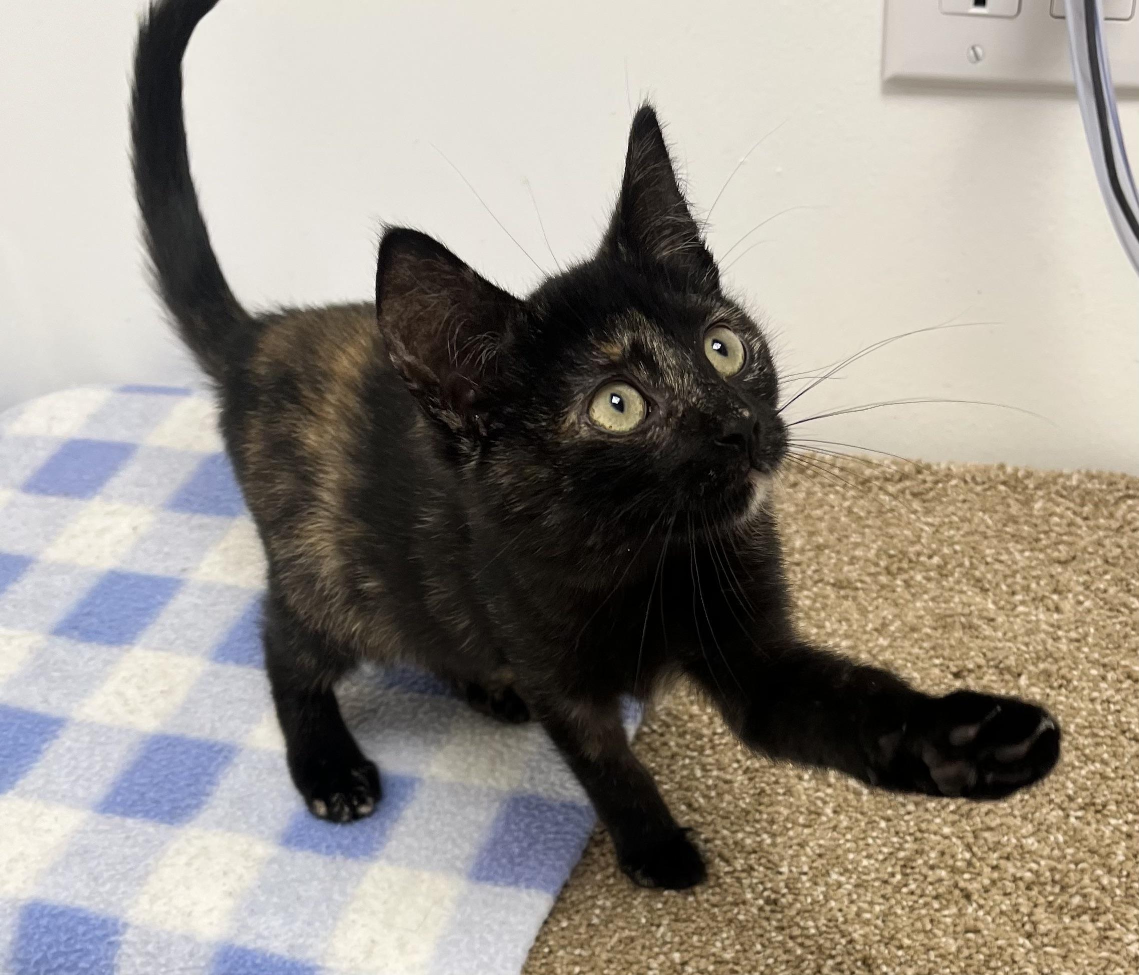 Vivian, an adopted Domestic Short Hair in Rochester, NY image 4/6