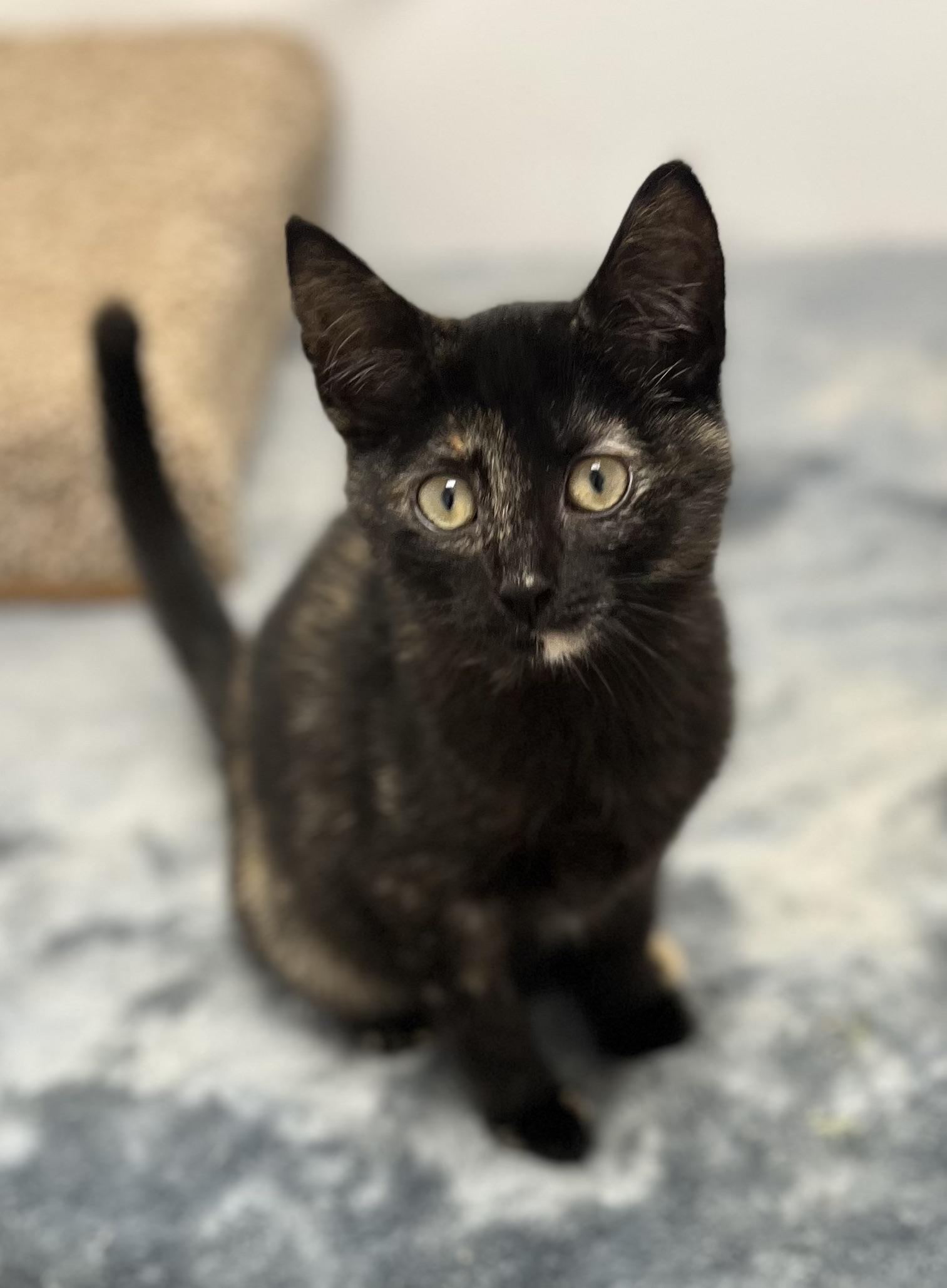 Vivian, an adopted Domestic Short Hair in Rochester, NY image 5/6