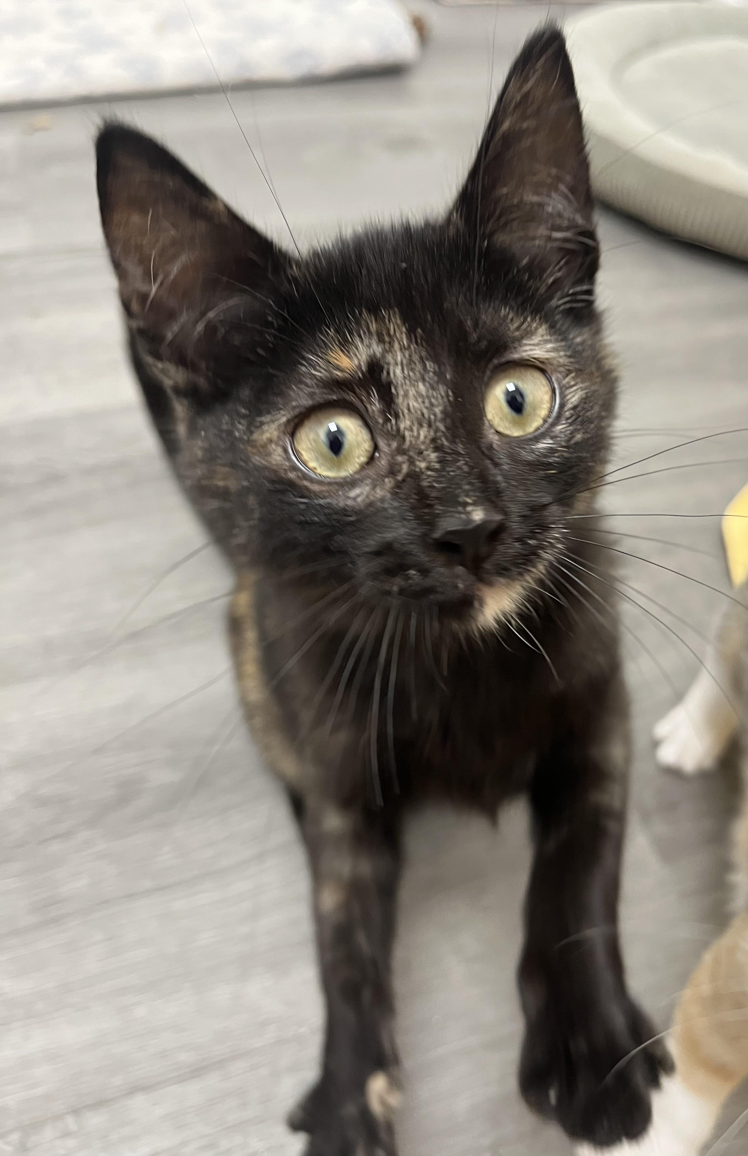 Vivian, an adopted Domestic Short Hair in Rochester, NY image 6/6