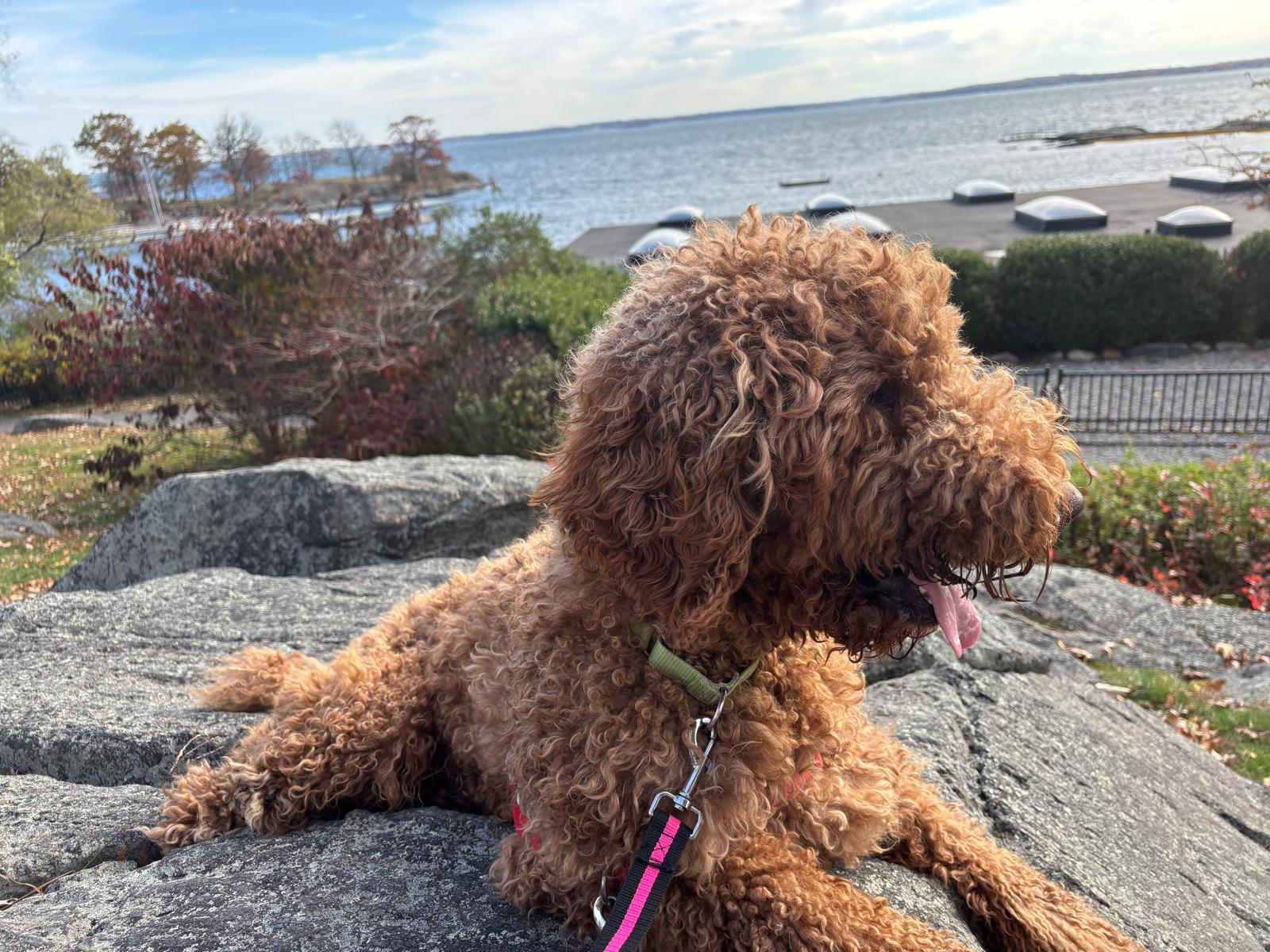 Enlarge Kobe, a ADOPTABLE Poodle in Harrison, NY image 3/6