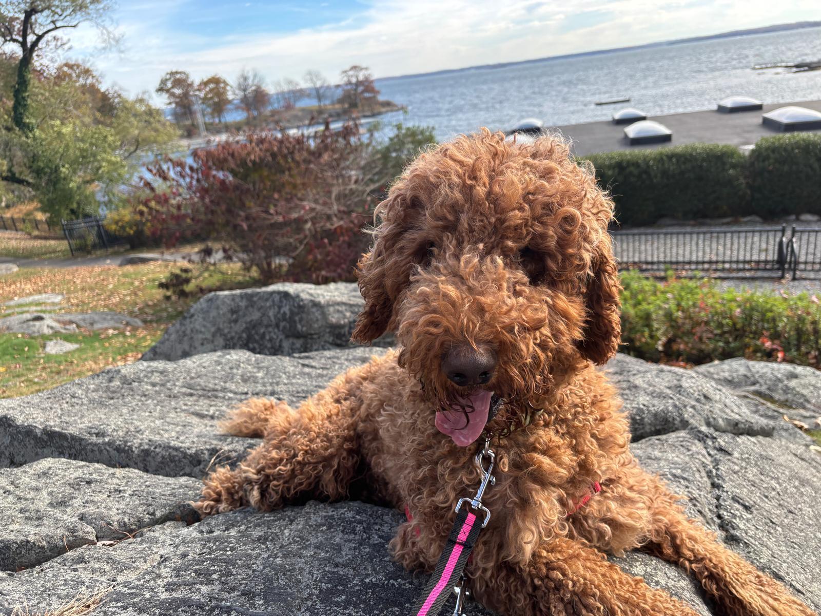 Kobe, ADOPTABLE, Young Male Poodle.
