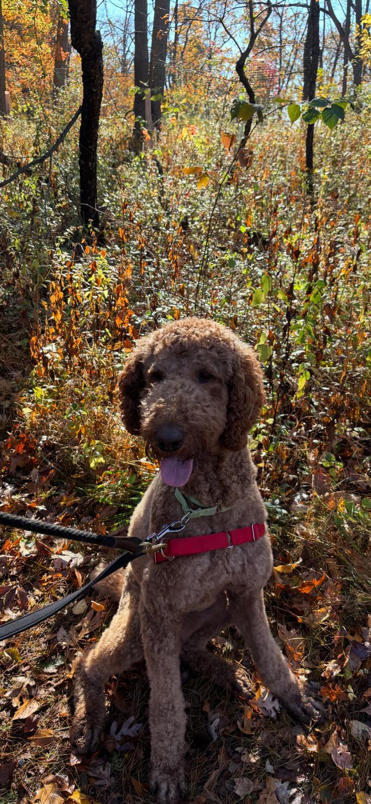 Enlarge Kobe, a ADOPTABLE Poodle in Harrison, NY image 2/6