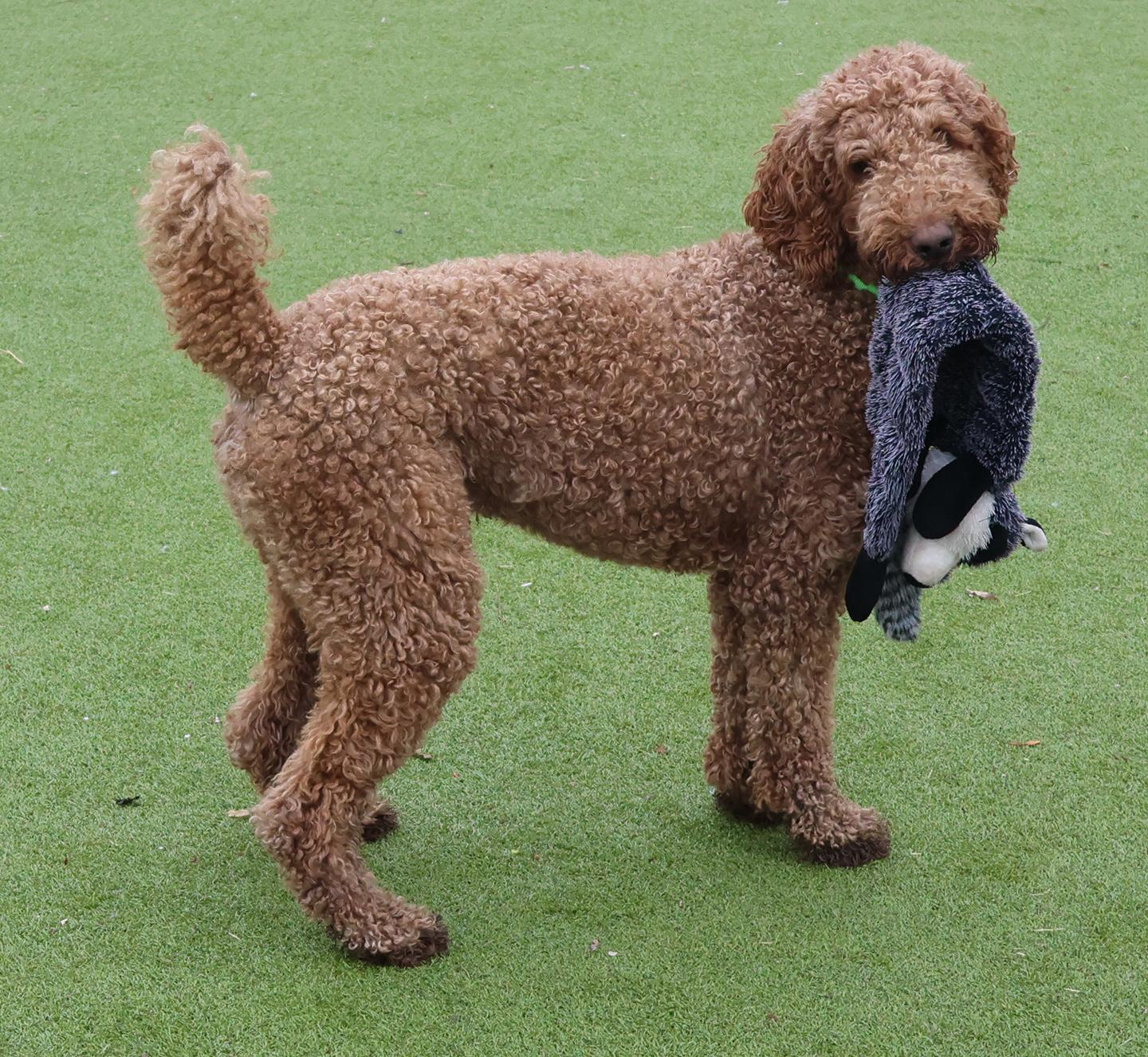 Enlarge Kobe, a ADOPTABLE Poodle in Harrison, NY image 6/6