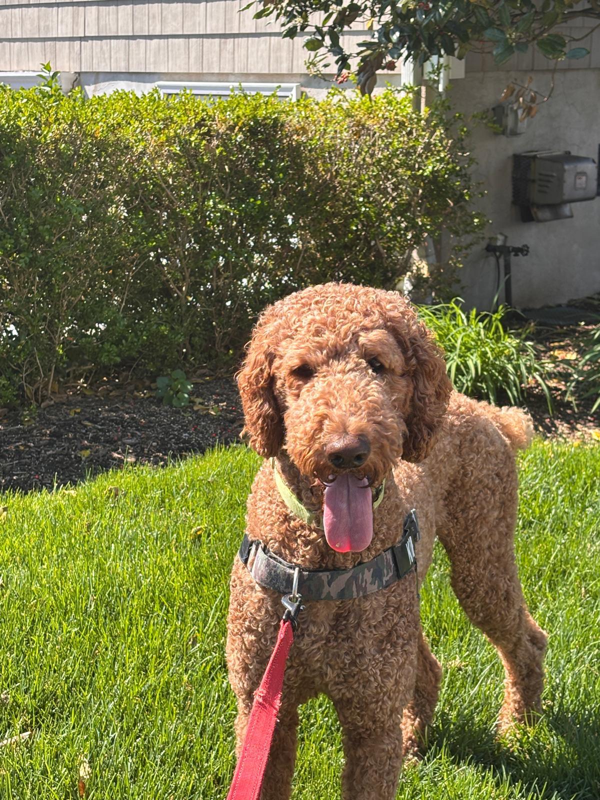 Enlarge Kobe, a ADOPTABLE Poodle in Harrison, NY image 5/6
