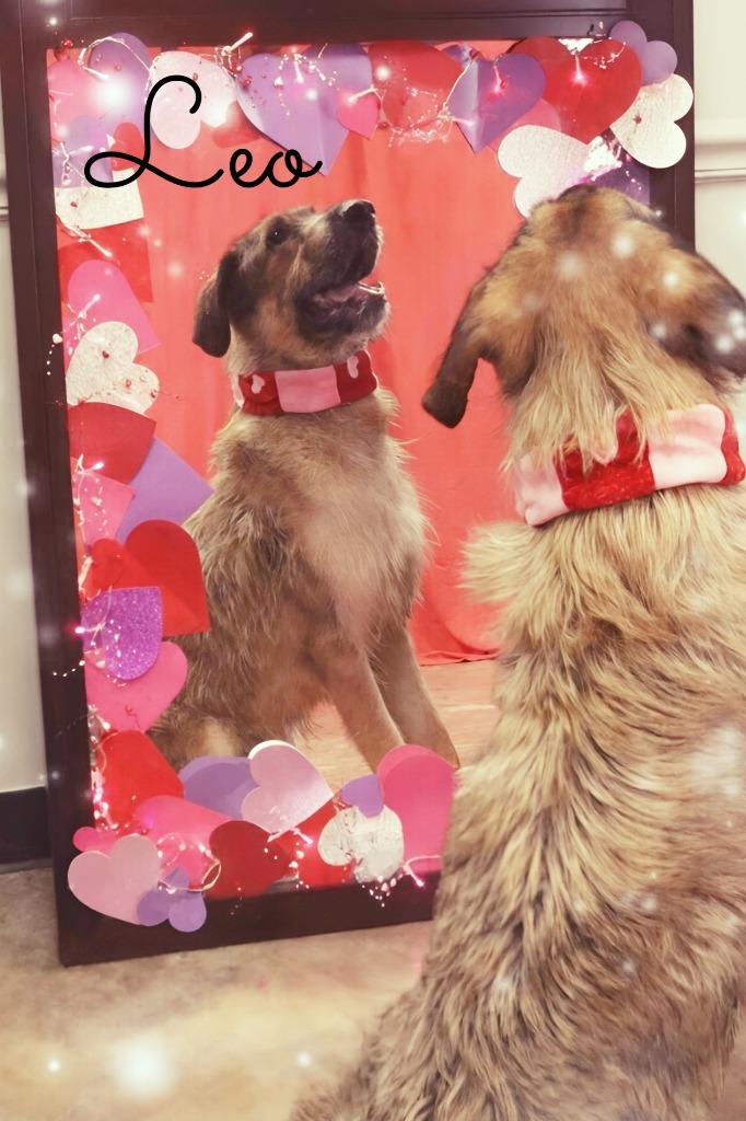 Leo, Adoptable, Adult Male Mixed Breed.