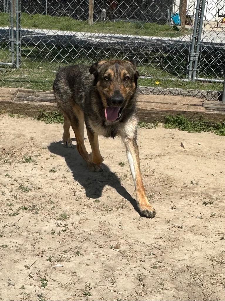Leo, a Adoptable Mixed Breed in Jonesboro, AR image 1/2