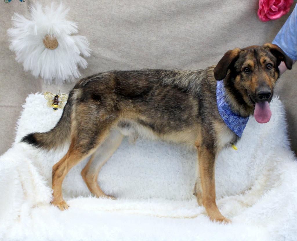 Enlarge Leo, a Adoptable Mixed Breed in Jonesboro, AR image 2/5