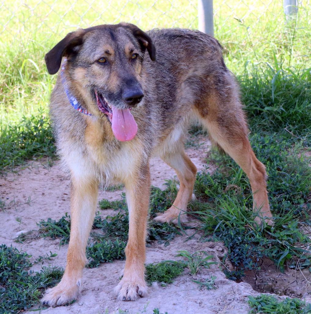 Leo, a Adoptable Mixed Breed in Jonesboro, AR image 3/5
