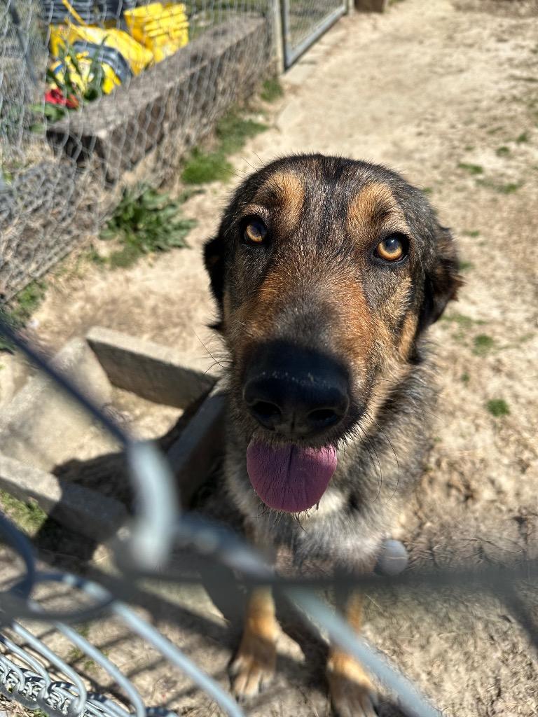 Leo, a Adoptable Mixed Breed in Jonesboro, AR image 2/2
