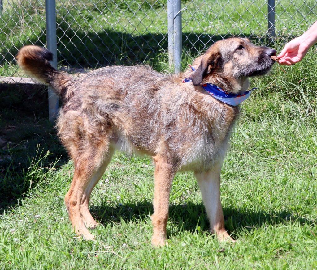 Leo, a Adoptable Mixed Breed in Jonesboro, AR image 4/5