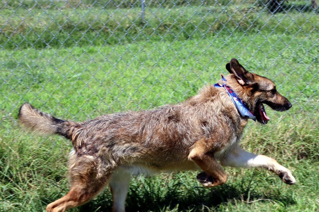 Leo, a Adoptable Mixed Breed in Jonesboro, AR image 5/5