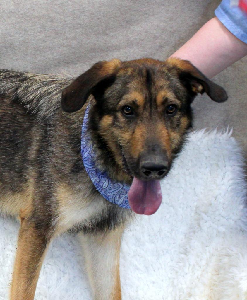 Enlarge Leo, a Adoptable Mixed Breed in Jonesboro, AR image 5/5