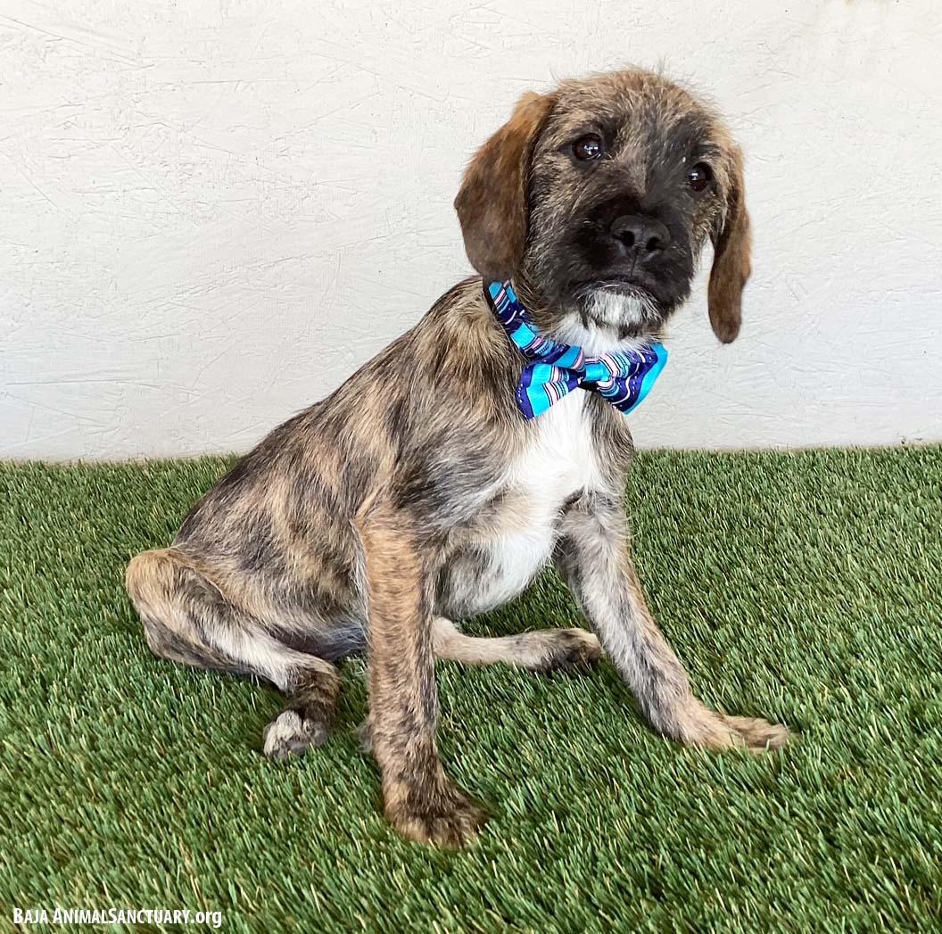 Enlarge Winifred, an adopted mixed breed in San Diego, CA image 2/3