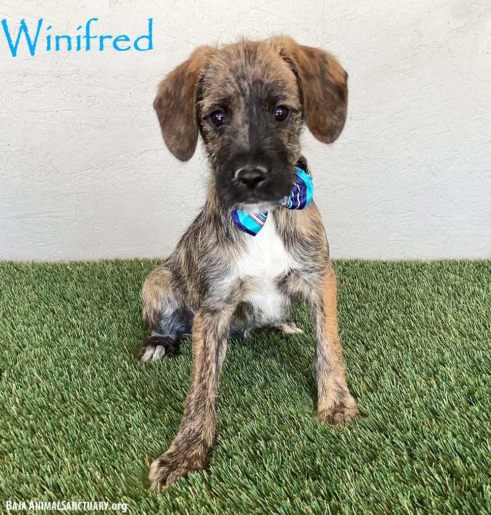 Winifred, adopted, Puppy Female Miniature Schnauzer & Jack Russell Terrier.