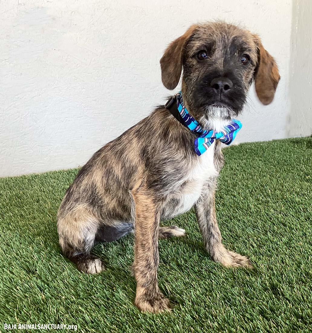 Enlarge Winifred, an adopted mixed breed in San Diego, CA image 3/3