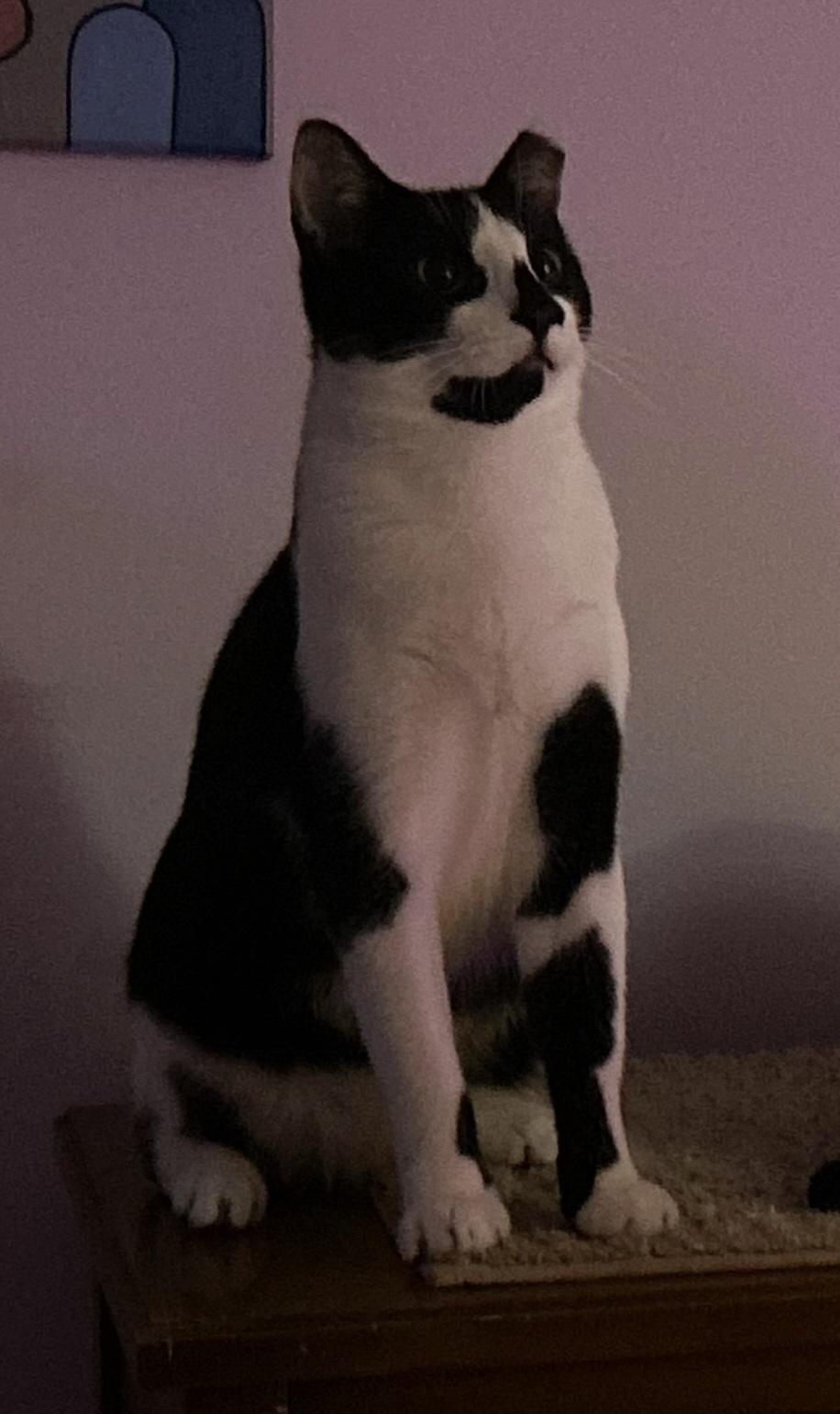 Tofu, Adoptable, Young Male Domestic Short Hair.