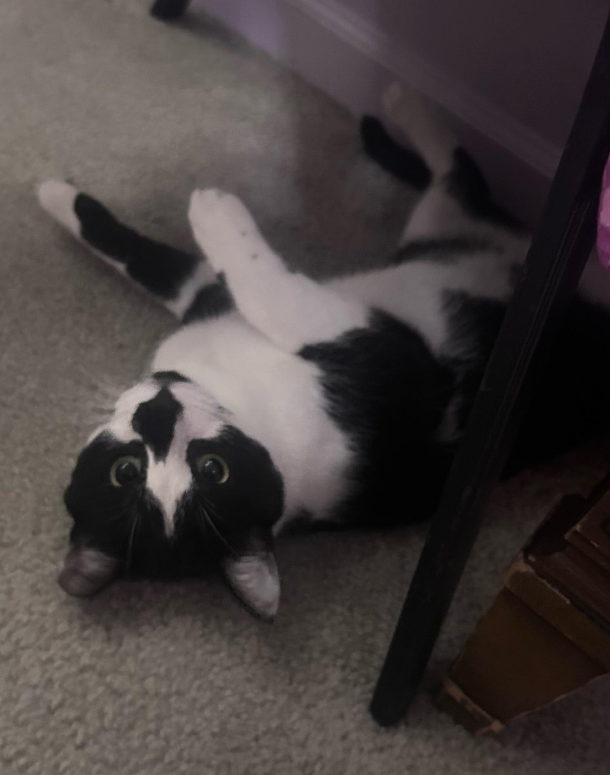 Enlarge Tofu, a Adoptable Domestic Short Hair in Allentown, PA image 3/3