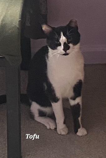 Tofu, ADOPTABLE, Young Male Domestic Short Hair.