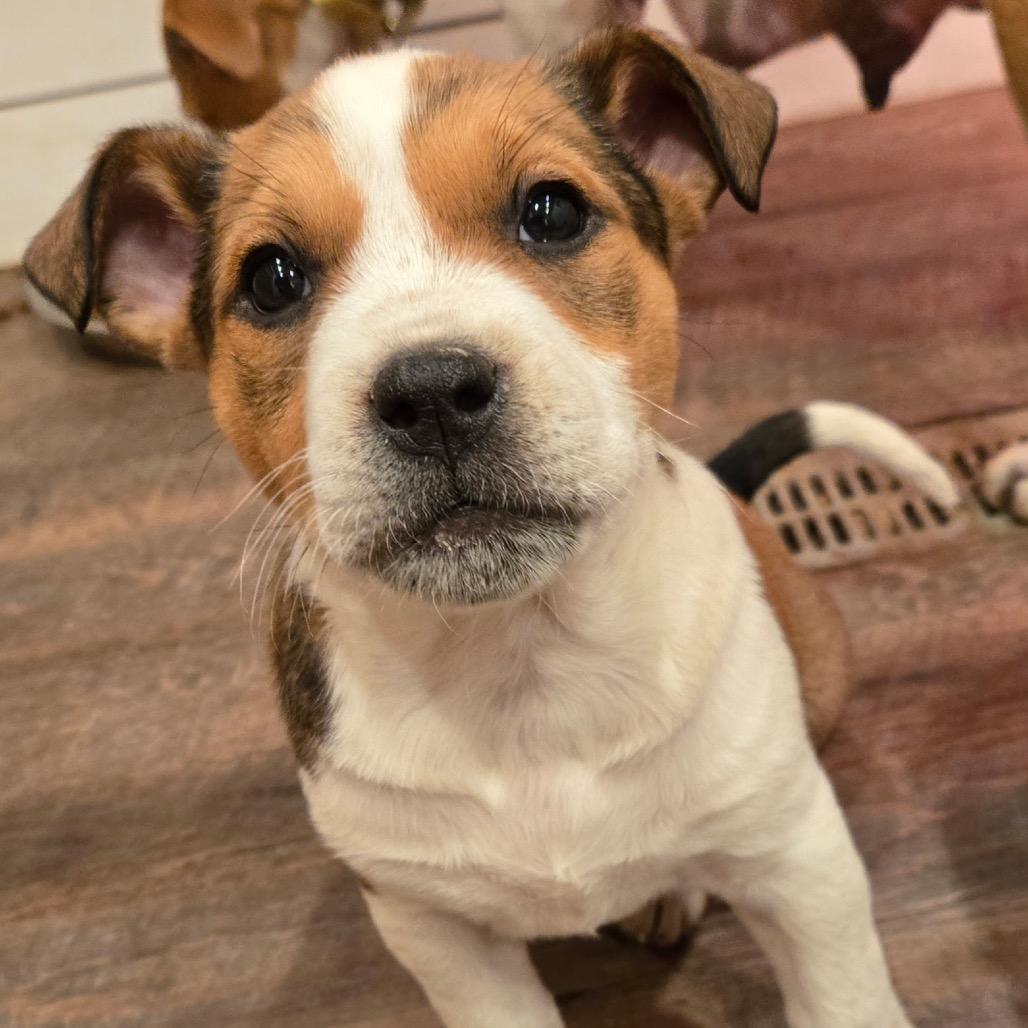 Volunteer — thumbnail 4