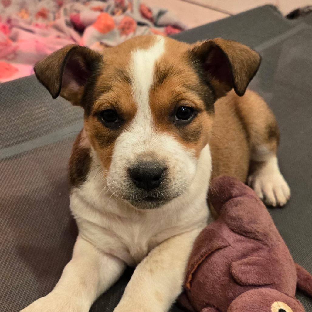 Volunteer — thumbnail 5