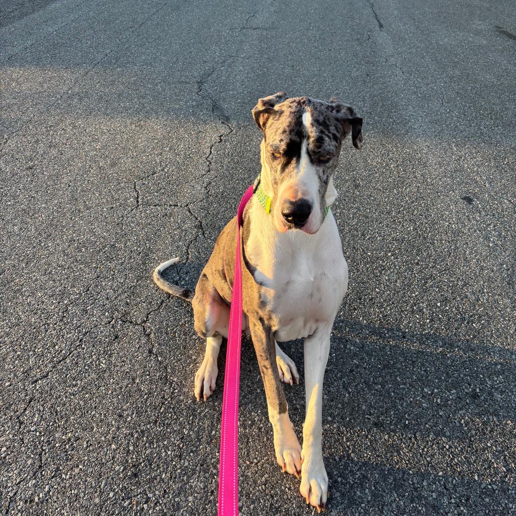 Nova Rayne — thumbnail 4