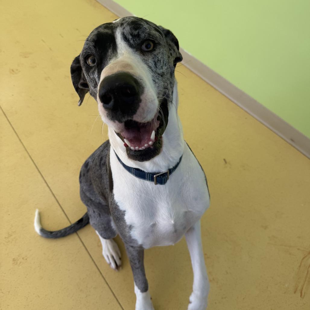 Nova Rayne — thumbnail 6