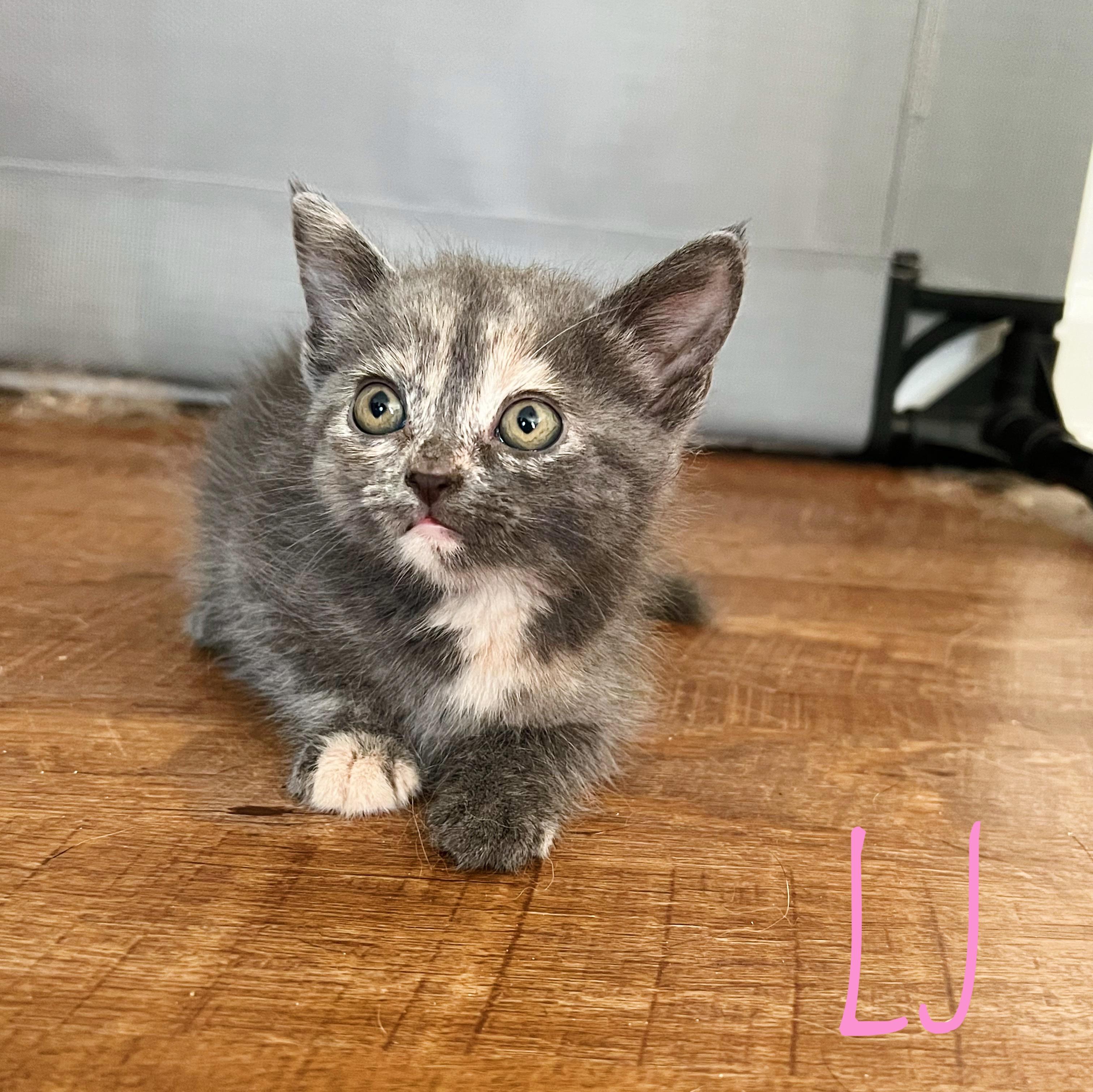 LJ, adopted, Kitten Female Domestic Short Hair.