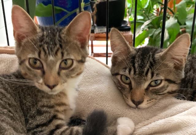 Enlarge Freckles and Palmer -16 week old kittens - super playful, a Adoptable Domestic Short Hair in Durham, CT image 2/3