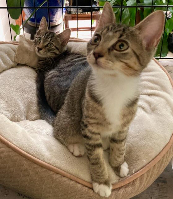 Enlarge Freckles and Palmer -16 week old kittens - super playful, a Adoptable Domestic Short Hair in Durham, CT image 3/3