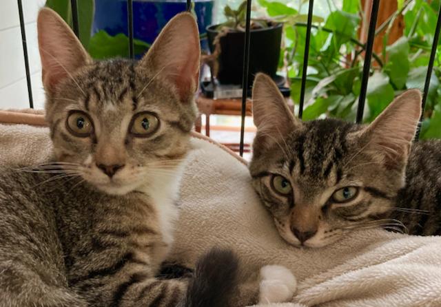 Freckles and Palmer -16 week old kittens - super playful, Adoptable, Kitten Male Domestic Short Hair.