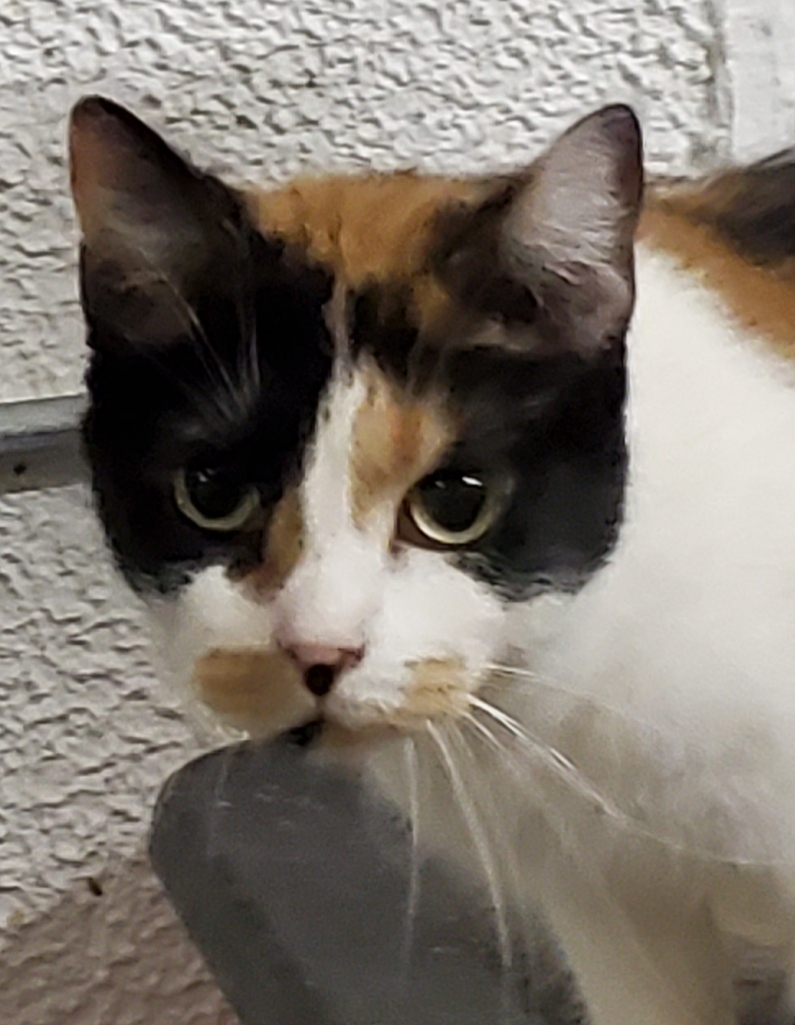 Enlarge Piper, a Adoptable mixed breed in Brookfield, IL image 1/5