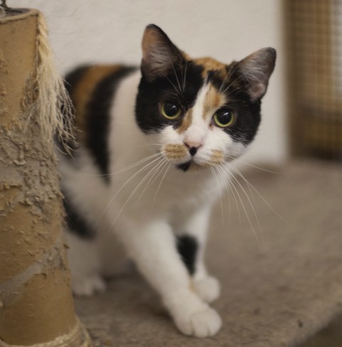 Enlarge Piper, a Adoptable mixed breed in Brookfield, IL image 2/5