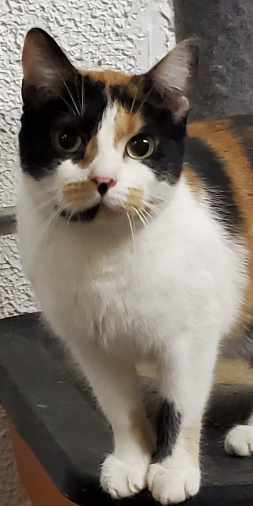 Enlarge Piper, a Adoptable mixed breed in Brookfield, IL image 3/5