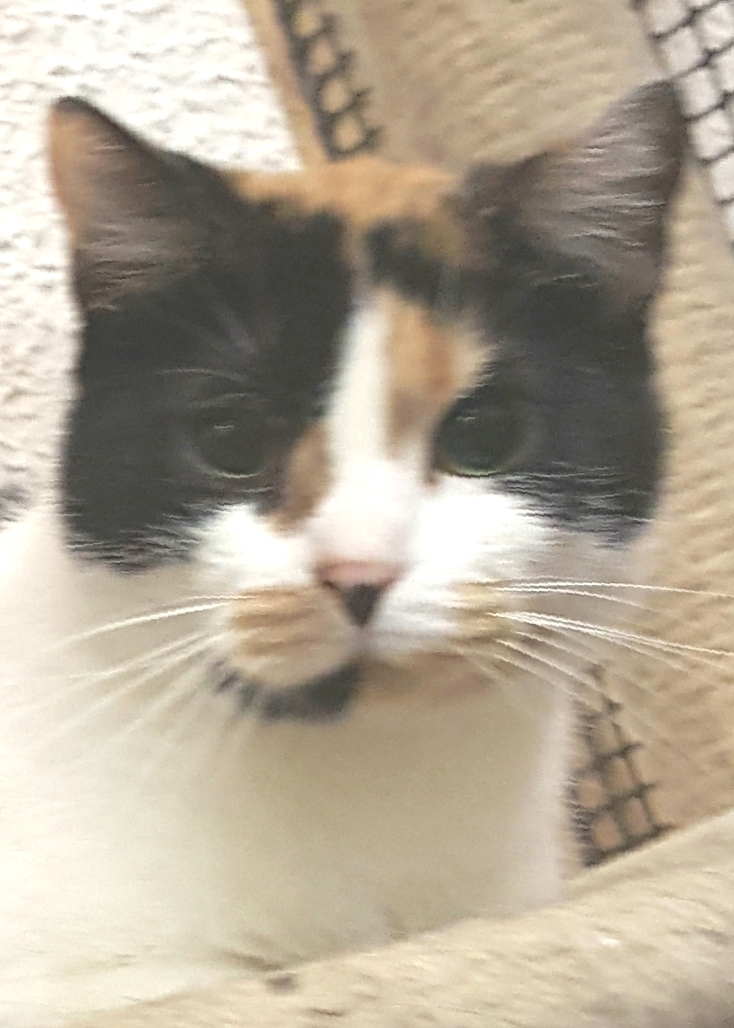 Enlarge Piper, a Adoptable mixed breed in Brookfield, IL image 4/5